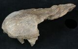 Mosasaur (Platecarpus) Pre-Maxilary With Teeth - Kansas #40414-3